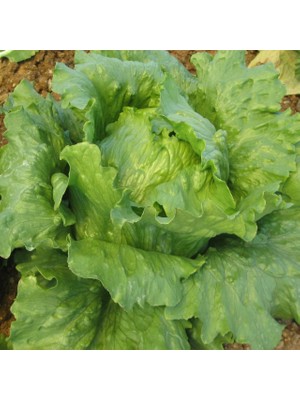 Fide Sepeti Iceberg Marul Tohumu 5gr 1 Paket