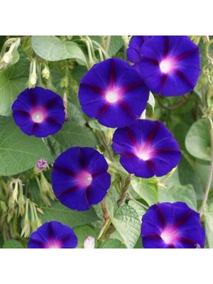 Fide Sepeti Çiçek Tohumu Sarmaşık Çiçeği (Mavi) 1 Paket