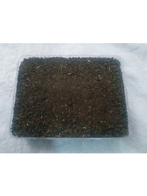 Tarımsal ve Hayvansal Ürünler Özel Kutusunda Kültür Mantarı Tohumu Ekili Deneme Hobi Kiti