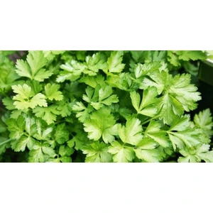 Tohumculuk Maydanoz Tohumu 10 gr