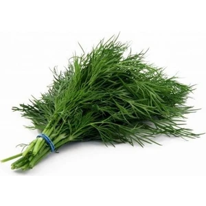 Tohumculuk Ipek Dereotu Tohumu 10 gr