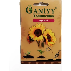 Ayçiçek Tohumu