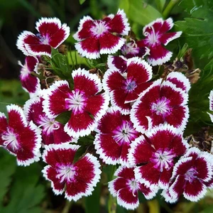 Fide Sepeti Çiçek Tohumu Hüsnü Yusuf 1 Paket