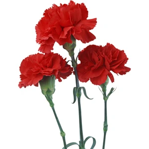 Fide Sepeti Çiçek Tohumu Karanfil (Kırmızı) 1 Paket