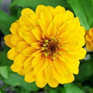 Fide Sepeti Çiçek Tohumu Zinnia-Kirli Hanım Çiçeği (Sarı) 1 Pkt.