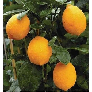 Spor Plus Tüplü Çok Dallı Meyve Verme Yaşında Mayer Limon Fidanı