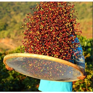 Mineiro Coffee Single Origin Kenya Aa Plus Kahve 1 kg