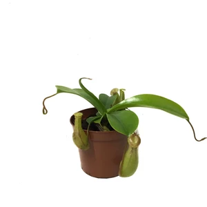 Nepenthes Alata Ev ve Ofis Bitkisi