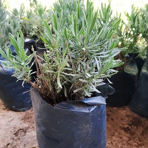 Bahçe Tipi Tüplü Lavanta Fidanı Lavandula Intermedia 15 - 25 cm Tekli