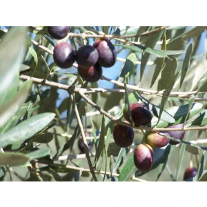 Zeytin Fidanı Ayvalık 3-4 Yaş Saksıda