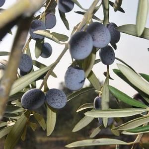 Zeytin Fidanı Gemlik Trilye 3+4 Yaş Saksıda