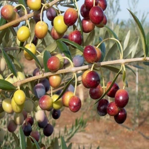 Zeytin Fidanı Arbequina Saksıda 40 - 60 cm