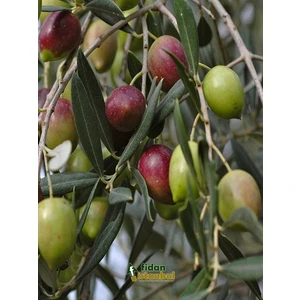 Zeytin Fidanı Ayvalık Saksıda +3 Yaş