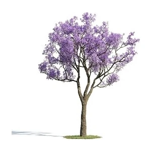 Serdar Çam Tohumculuk Nadir Jakaranda Ağacı Tohumu 10'lu Jacaranda Mimosifolia