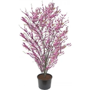 Serdar Çam Tohumculuk Nadir Erguvan Ağacı Tohumu 10'lu