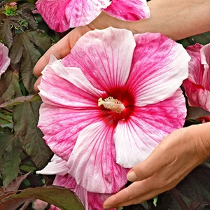 Serdar Çam Tohumculuk Nadir Dev Karışık Hibiscus Çiçeği Tohumu 5'li