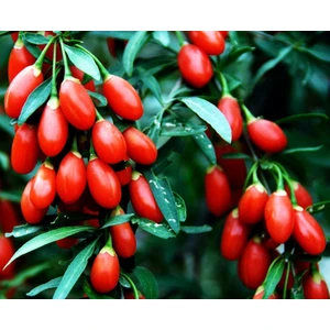 Serdar Çam Tohumculuk Goji Berry Tohumu 15'li Gojiberry Kurt Üzümü