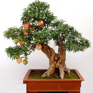 Serdar Çam Tohumculuk Bodur Nar Bonzai Ağacı Tohumu 5'li Bonsai Tohumu