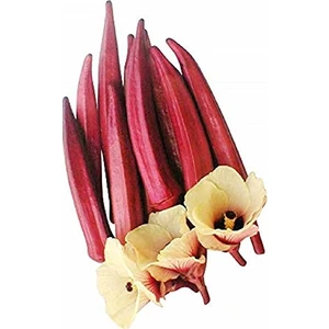 Serdar Çam Tohumculuk Nadir Kırmızı Bamya Tohumu 5'li