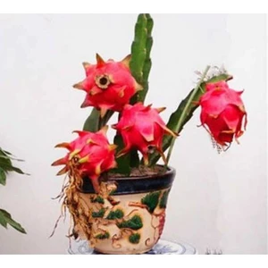 Serdar Çam Tohumculuk Bodur Saksılık Pitaya Meyvesi Tohumu 10'lu Pithaya Fruit