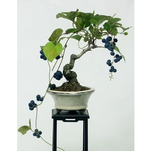 Serdar Çam Tohumculuk Bodur Blueberry Bonzai Ağacı Ekim Seti 5'li Saksı Toprak Kombin