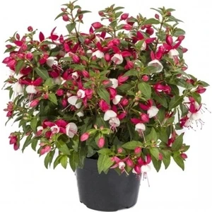 Serdar Çam Tohumculuk Karışık Küpeli Çiçeği Ekim Seti 5'li Saksı Toprak