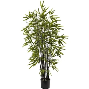 Serdar Çam Tohumculuk Kara Bambu Ağacı Tohumu 5'li