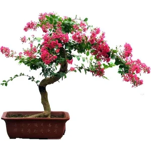 Serdar Çam Tohumculuk Bodur Krep Mersin Bonzai Ağacı Tohumu 5'li Bonsai Ağacı Tohumu