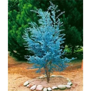 Serdar Çam Tohumculuk Bodur Alman Mavi Okaliptüs Ağacı Tohumu 5 Adet Tohum