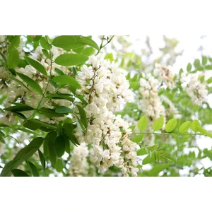 Akasya  Tohumu 15'li  Saksı  Torf    Tohum