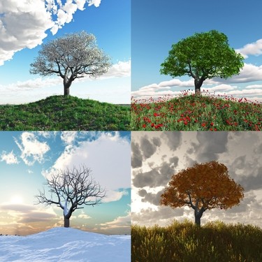 Tablosan Dört Mevsim Ağaçlar Fotoğraf Kanvas Tablo Fiyatı