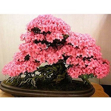 Mor Guzellik Bonsai Erguvan Agaci Bonsai Agac