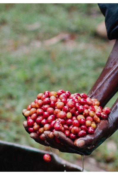 Mineiro Coffee Single Origin Etiyopya Sidamo Kahve 1 kg