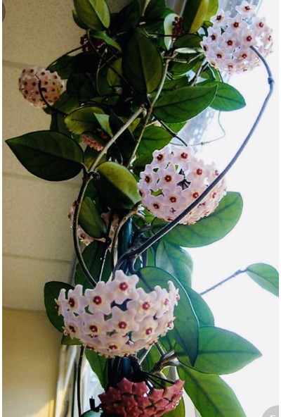 Akdeniz Tarım Hoya Carnosa Classic Gelişmiş Kokulu Mum Çiçeği Bitkisi 1,5 m 2'li