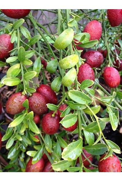 Plantistanbul Citrus hybrid Australian Blood Lime Avustralya Kırmızı Limon Fidanı, 80-100 cm, Saksıda