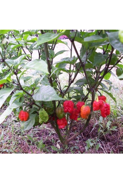 Tohumcu Kikizade Carolina Reaper Dünya'nın En Acı Biberi Tohumu 2,2 Milyon Scoville 10'lu