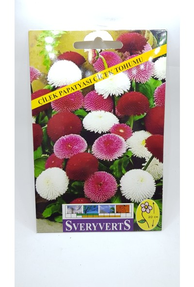Sveryverts Çilek Papatya Çiçeği Tohumu Tekli