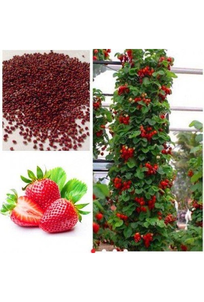Çilek Ağacı Fiyatları - Hepsiburada
