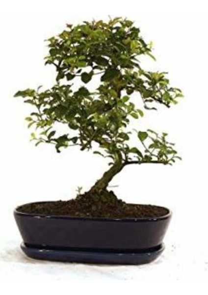 Bodur Mor Tesbih Bonzai Ağacı Tohumu 5'li Bonsai Tohumu