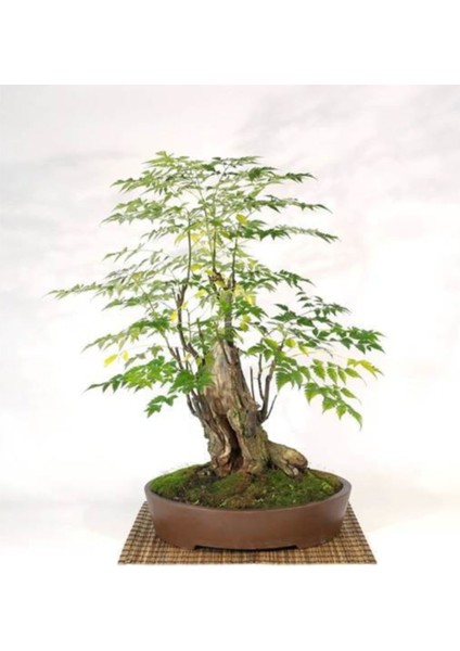 Bodur Mor Tesbih Bonzai Ağacı Tohumu 5'li Bonsai Tohumu fiyatları