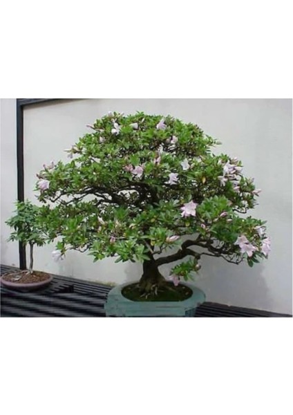 Bodur Mor Tesbih Bonzai Ağacı Tohumu 5'li Bonsai Tohumu modelleri