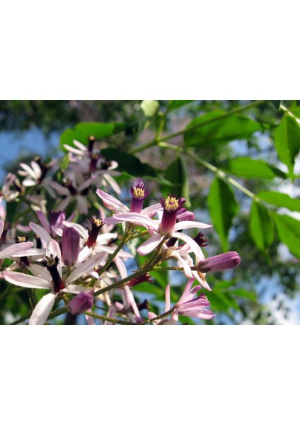 Bodur Mor Tesbih Bonzai Ağacı Tohumu 5'li Bonsai Tohumu fırsatları