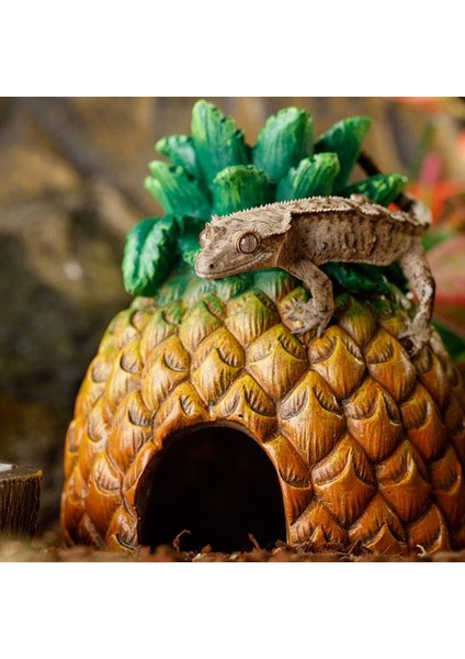 Ex Pineapple Saklanma Alanı