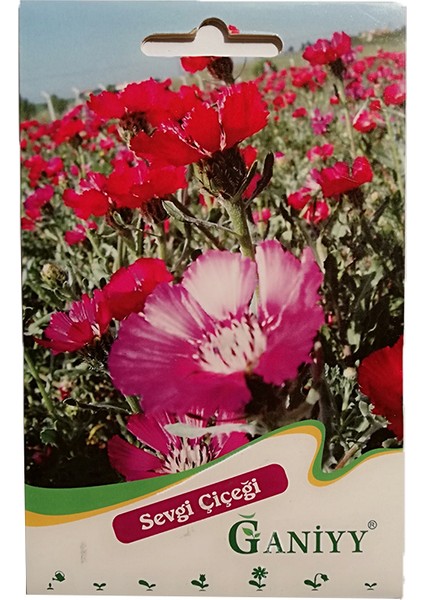 Sevgi Çiçeği Tohumu