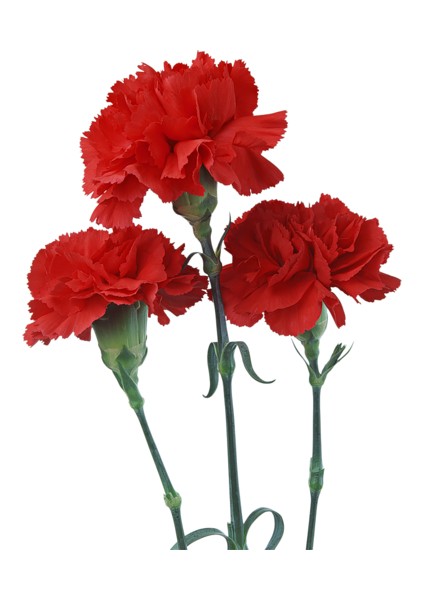 Çiçek Tohumu Karanfil (Kırmızı) 1 Paket