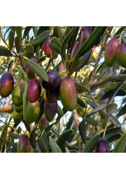 Manzalina Zeytin Fidanı