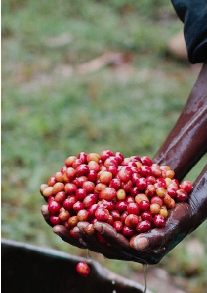 Single Origin Etiyopya Sidamo Çekirdek Kahve 1 kg