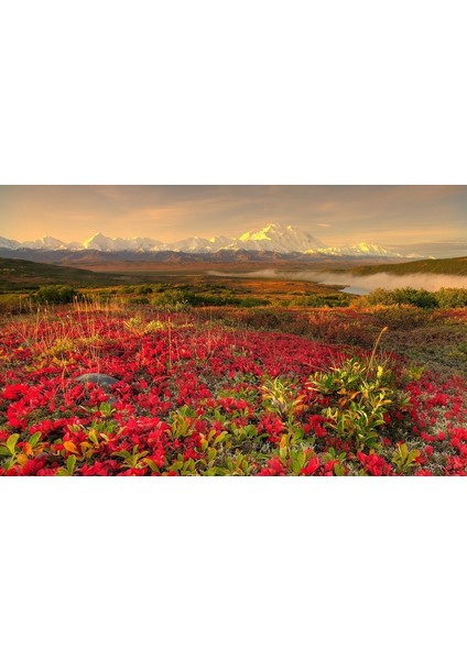 Kırmızı Çiçekler Manzara Fotoğraf Kanvas Tablo