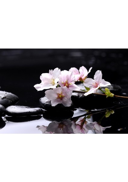 Siyah Taşlar Ve Çiçek Zen Kanvas Tablo fiyatları