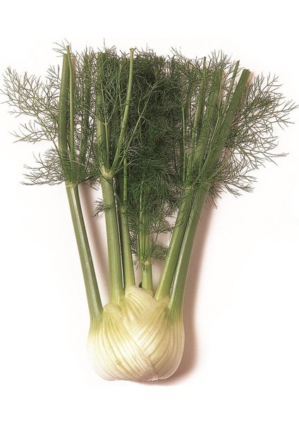 Tropikal Sepet Fençel Rezene (Fennel)